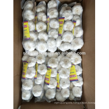 Braid pure white garlic 500g*20/carton China Jinxiang fresh garlic